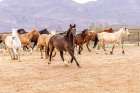 Horses in a corral on a ranch in Arizona. Art Print